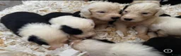 Old English Sheepdog dogs for sale: Fully health tested, KC registered OES - Advert 3