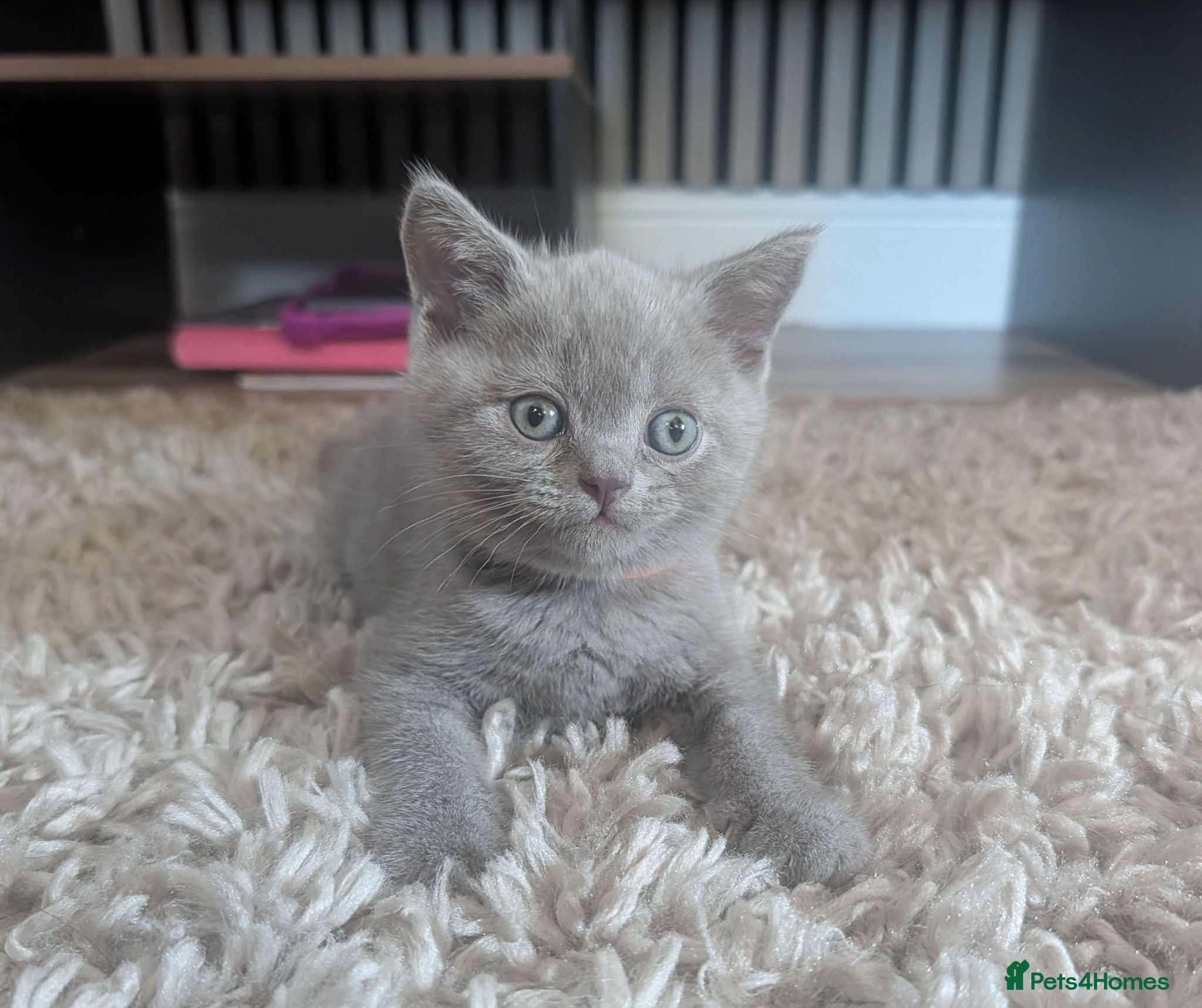 British Shorthair cats British shorthair kittens - last boy left  - Advert 5