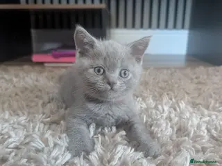 British Shorthair cats British shorthair kittens - last boy left - Advert 5