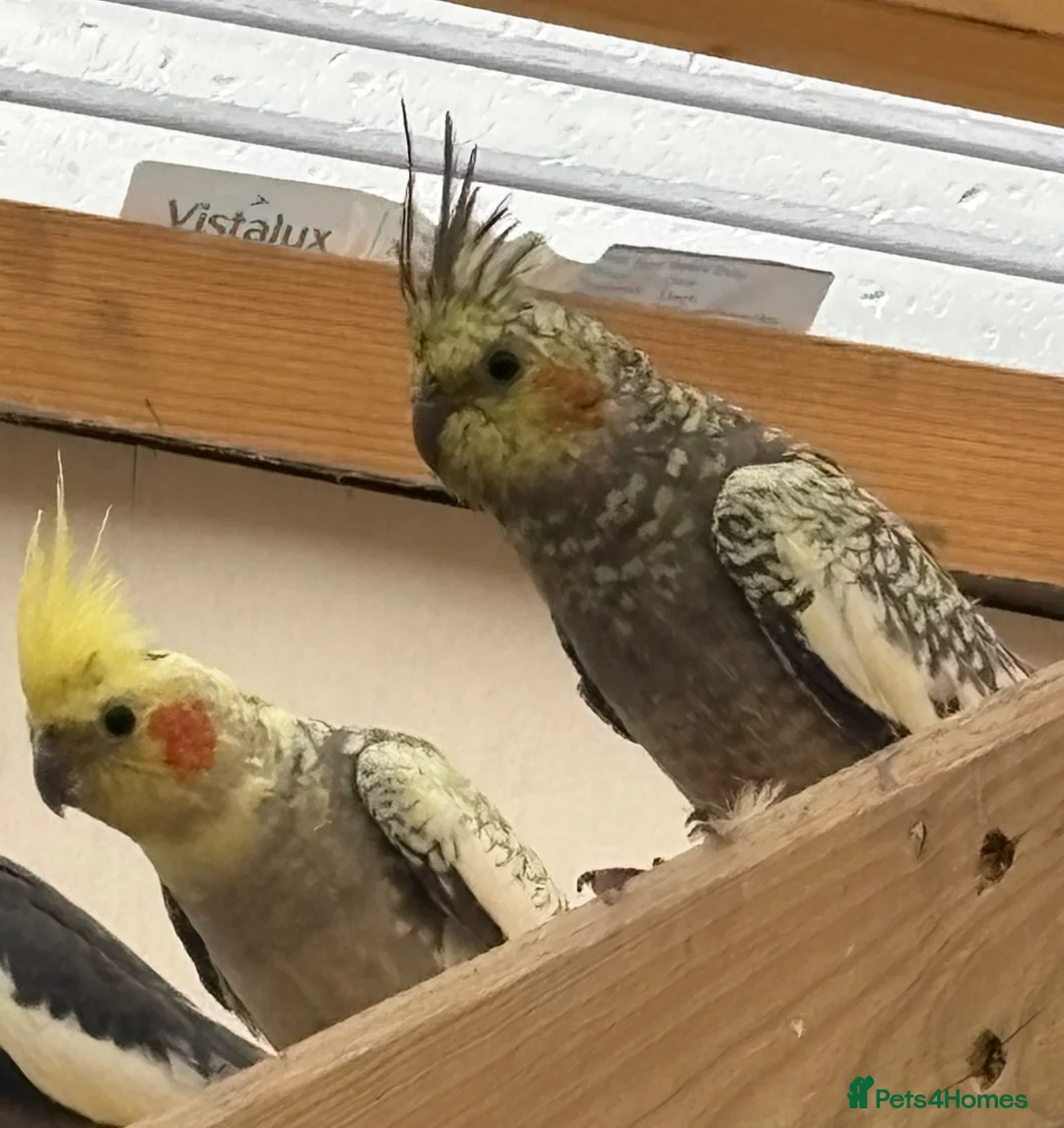 Cockatiels birds for sale: Baby cockatiels for sale in Appleby-in-Westmorland - Advert 2