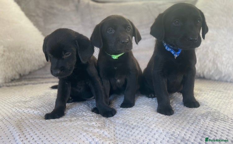 Labrador Retriever dogs - Advert 2