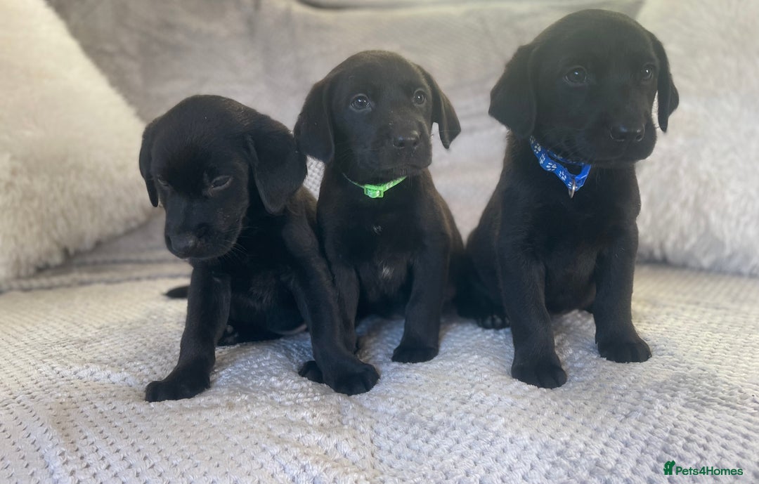 Labrador Retriever dogs for sale: Stunning Chunky Labradors ready this weekend  - Image 1