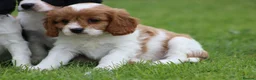 Cavapoo dogs for sale: Beautiful Cavapoo puppies for sale - Advert 6