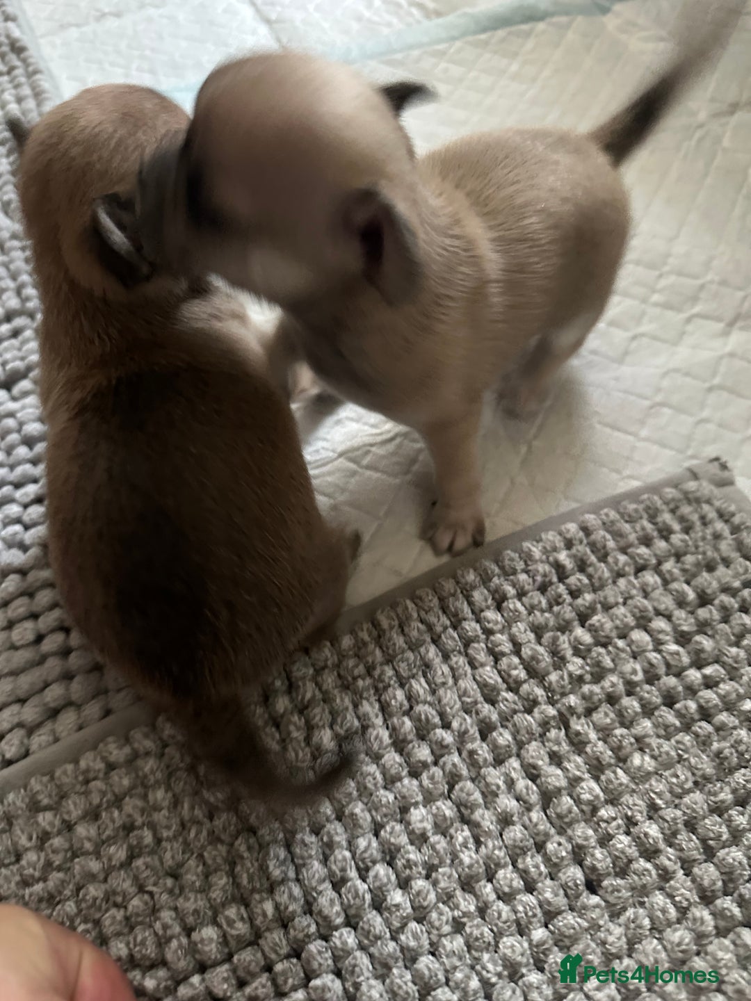 Chihuahua dogs for sale: Beautiful Chihuahua puppies. Two girls left  - Advert 13