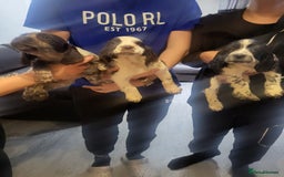 Cocker Spaniel dogs for sale: Cocker spaniel puppies  - Image 1