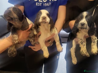 Cocker Spaniel dogs - Advert 29