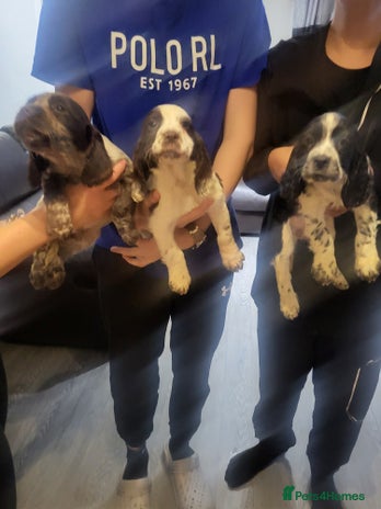 Cocker Spaniel dogs - Advert 1