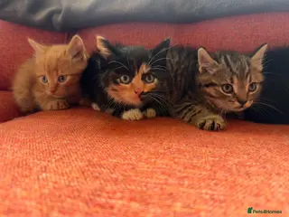 Mixed Breed cats Gorgeous Litter of BSH X Long Haired Kittens - Advert 1