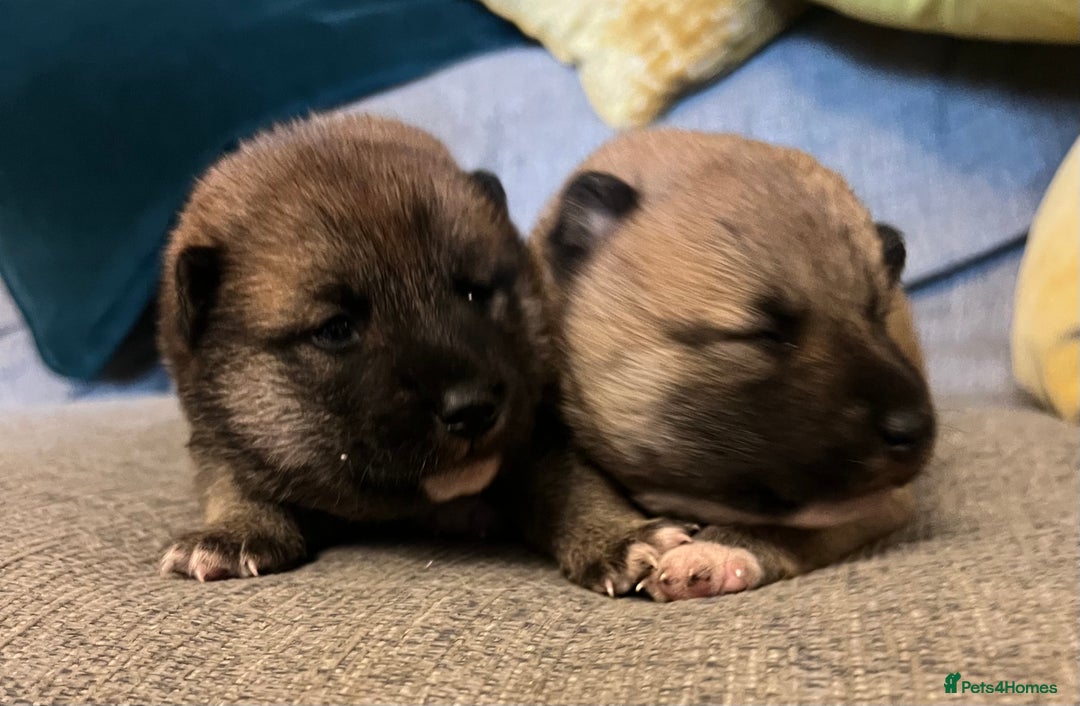 Japanese Shiba Inu dogs for sale: K.C reg Japanese Shiba Inu Puppies - Image 3