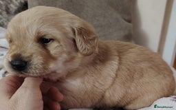 Labradoodle dogs for sale: F1 labradoodles ready 18th december - Image 11