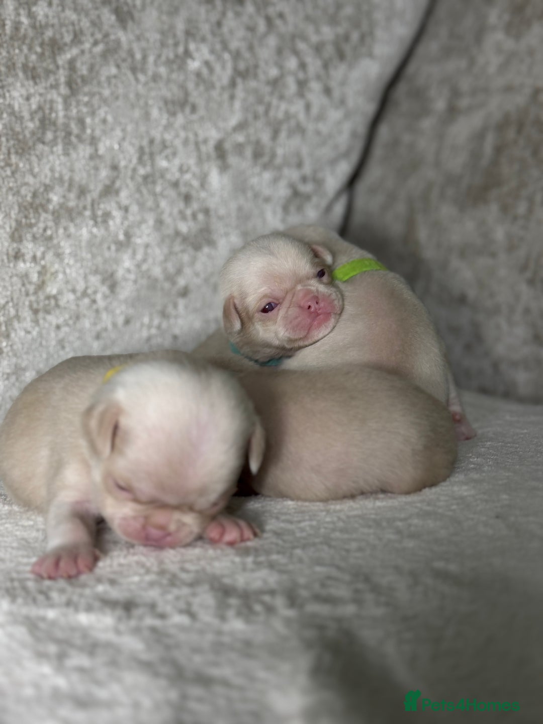 Pug dogs for sale: 7 boys ready to go next week!!!🩵 - Image 29