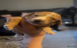 Mixed Breed dogs for sale: Litter off 8 girls f2 cockapoos  - Image 11
