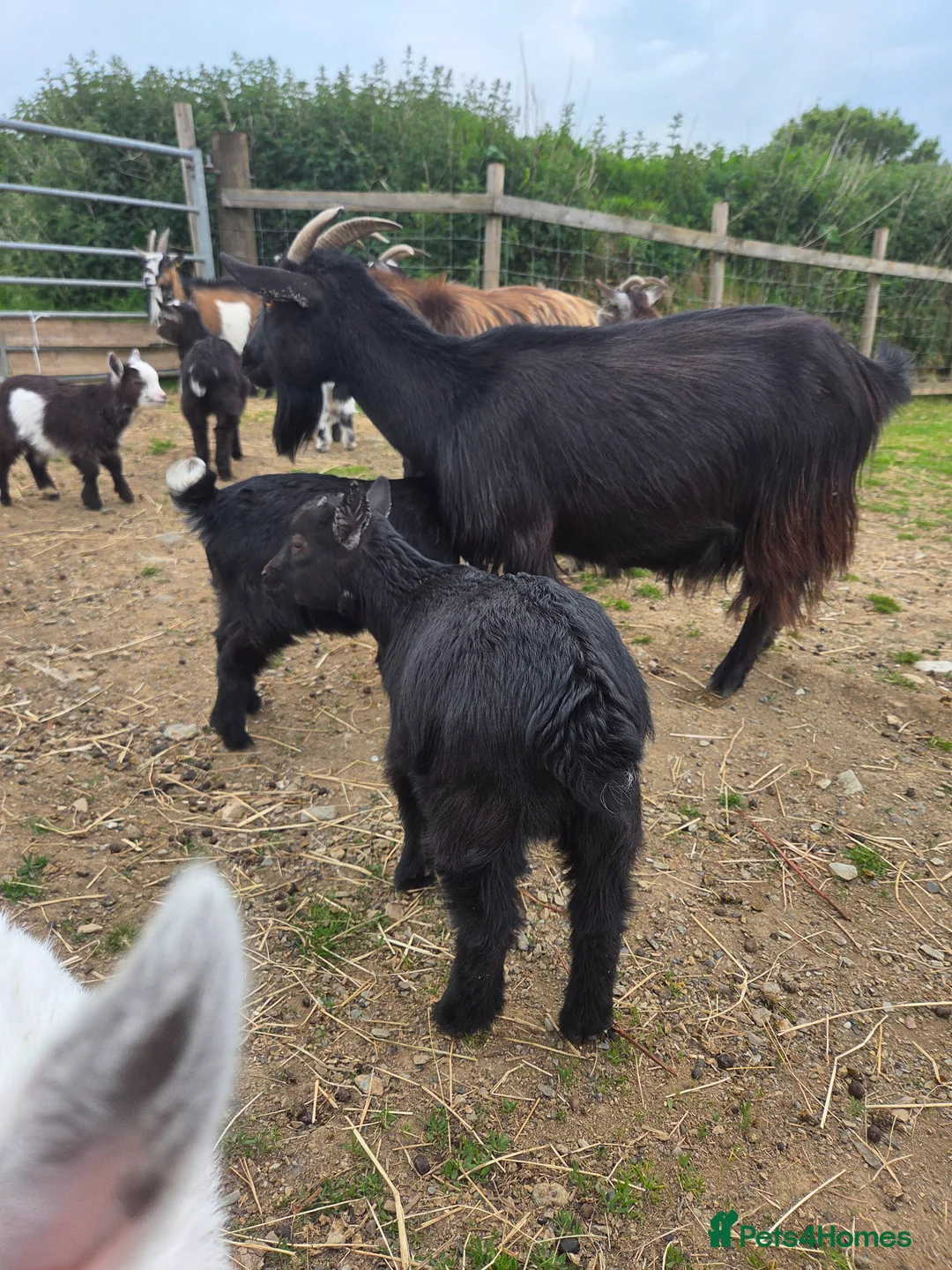 Goats livestock for sale: Pygmy kids - Advert 3
