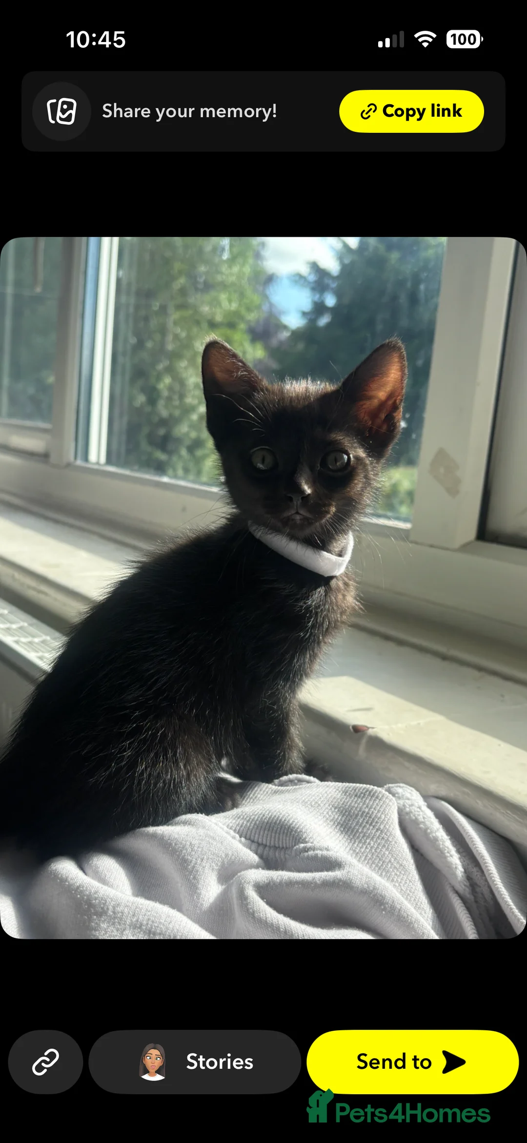 Domestic Shorthair cats for sale: Two kittens  - Advert 2