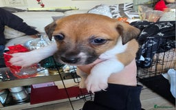 Jack Russell dogs for sale: 4 Beautiful Jack Russell puppies for sale - Image 12
