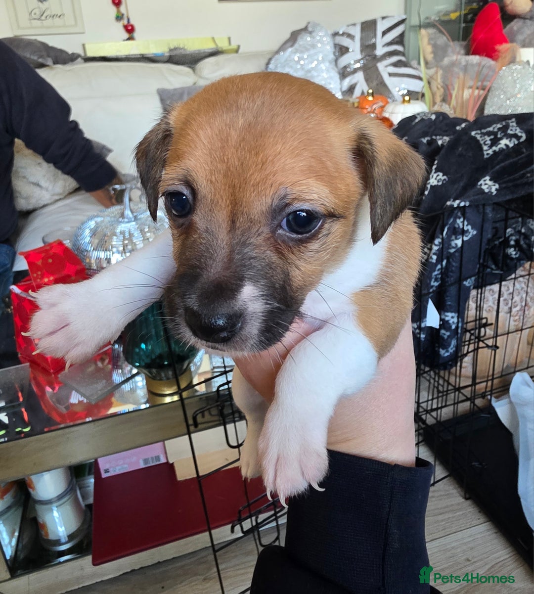 Jack Russell dogs for sale: 4 Beautiful Jack Russell puppies for sale - Image 12