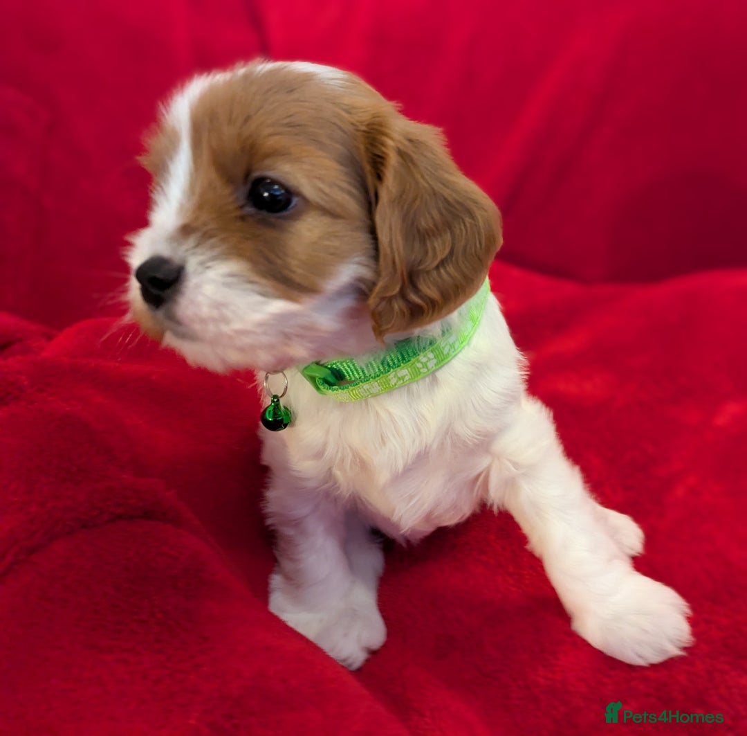 Cavapoo dogs for sale: F2 Cavapoo, Dog breeding license - Advert 36