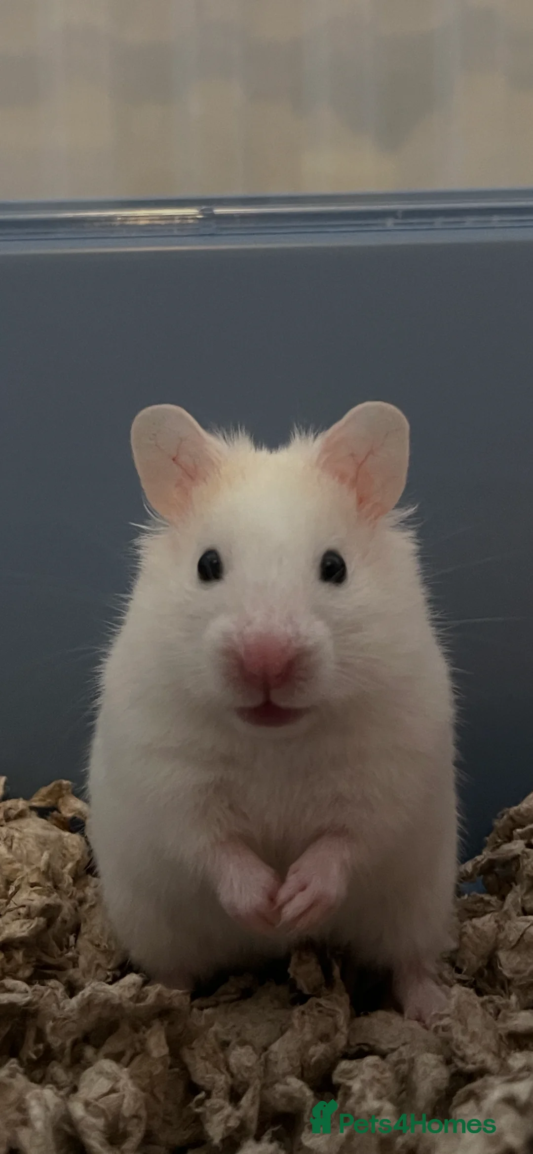 Hamster rodents for sale: Sweet white female hamster and set up  - Advert 2