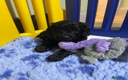 Sproodle dogs for sale: F1 Miniature Sproodles from Health Tested Parents. - Image 5