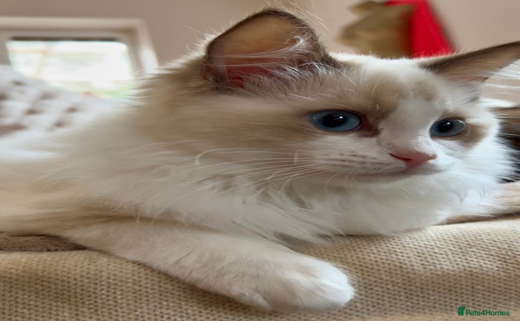 Ragdoll cats Ragdoll Cherubim Mink Lilac Chocolate TICA - Advert 3