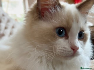 Ragdoll cats Ragdoll Cherubim Mink Lilac Chocolate TICA - Advert 9