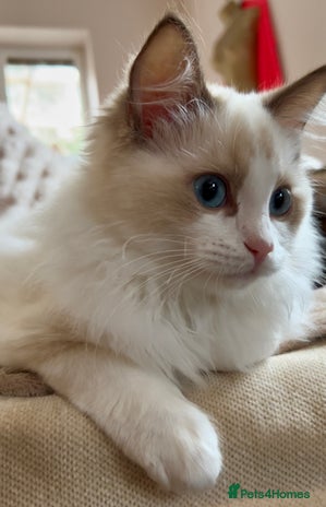 Ragdoll cats Ragdoll Cherubim Mink Lilac Chocolate TICA - Advert 3