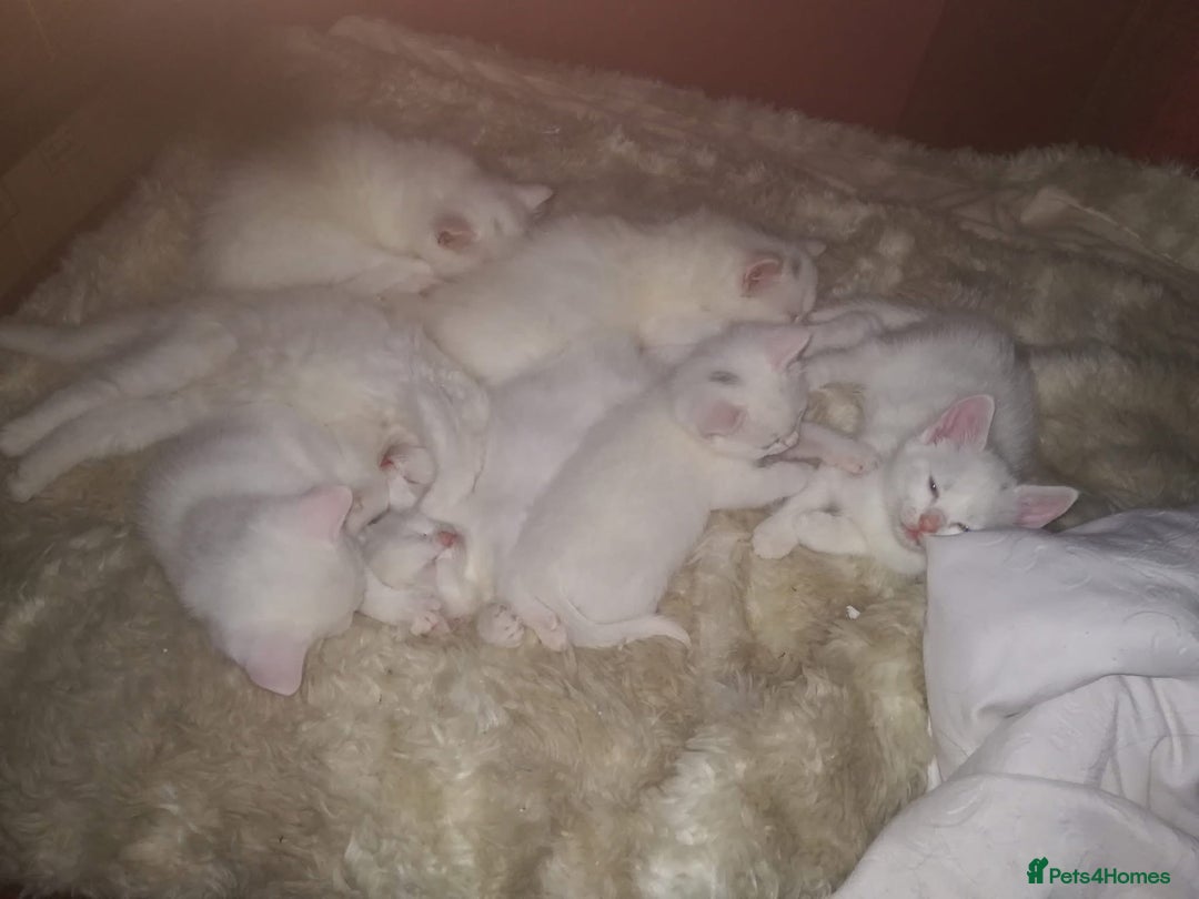 Mixed Breed cats for sale: 7 white kittens READY ASAP - Advert 2