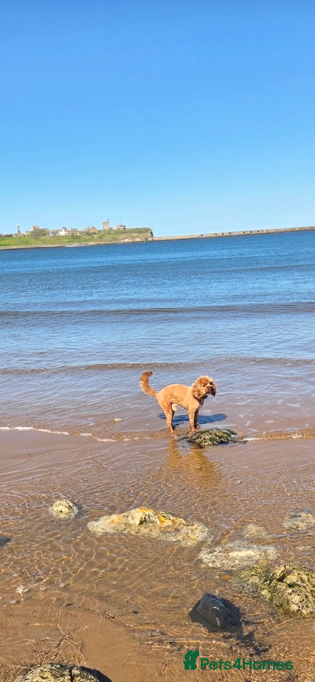Cavapoo dogs for sale: Energetic Teddy  - Advert 1
