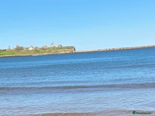 Cavapoo dogs Energetic Teddy - Advert 3