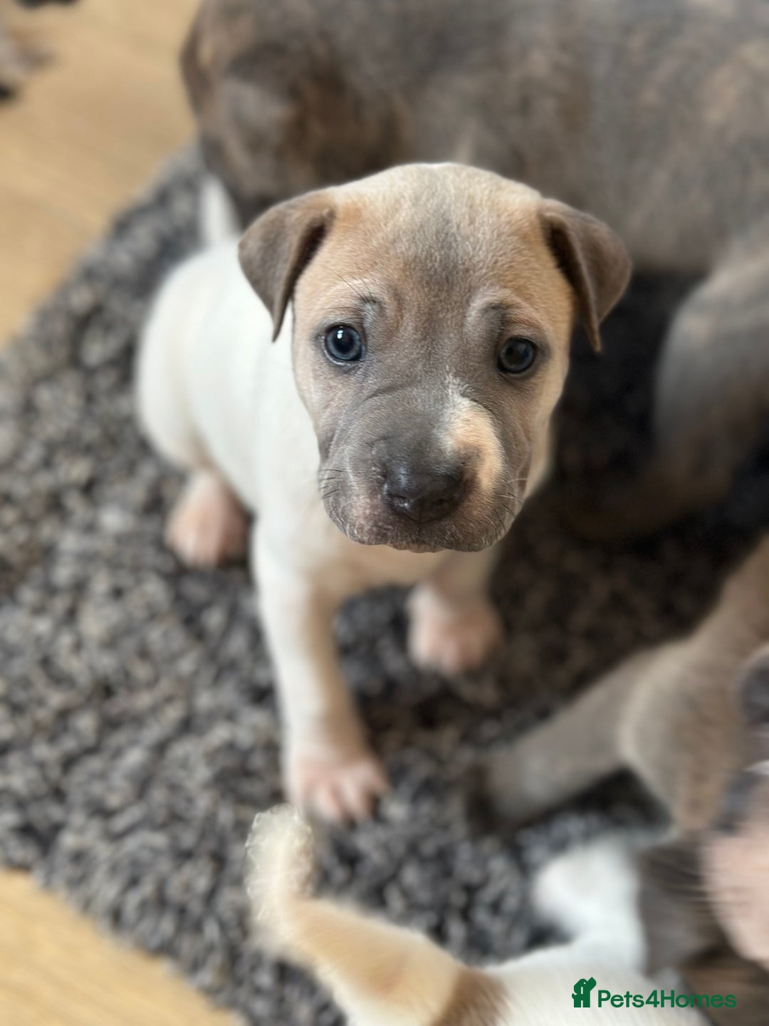 Mixed Breed dogs for sale: Ready to leave!! Staffy X Shar Pei puppies puppy - Image 28