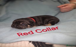 Mixed Breed dogs for sale: American french bully  - Image 6