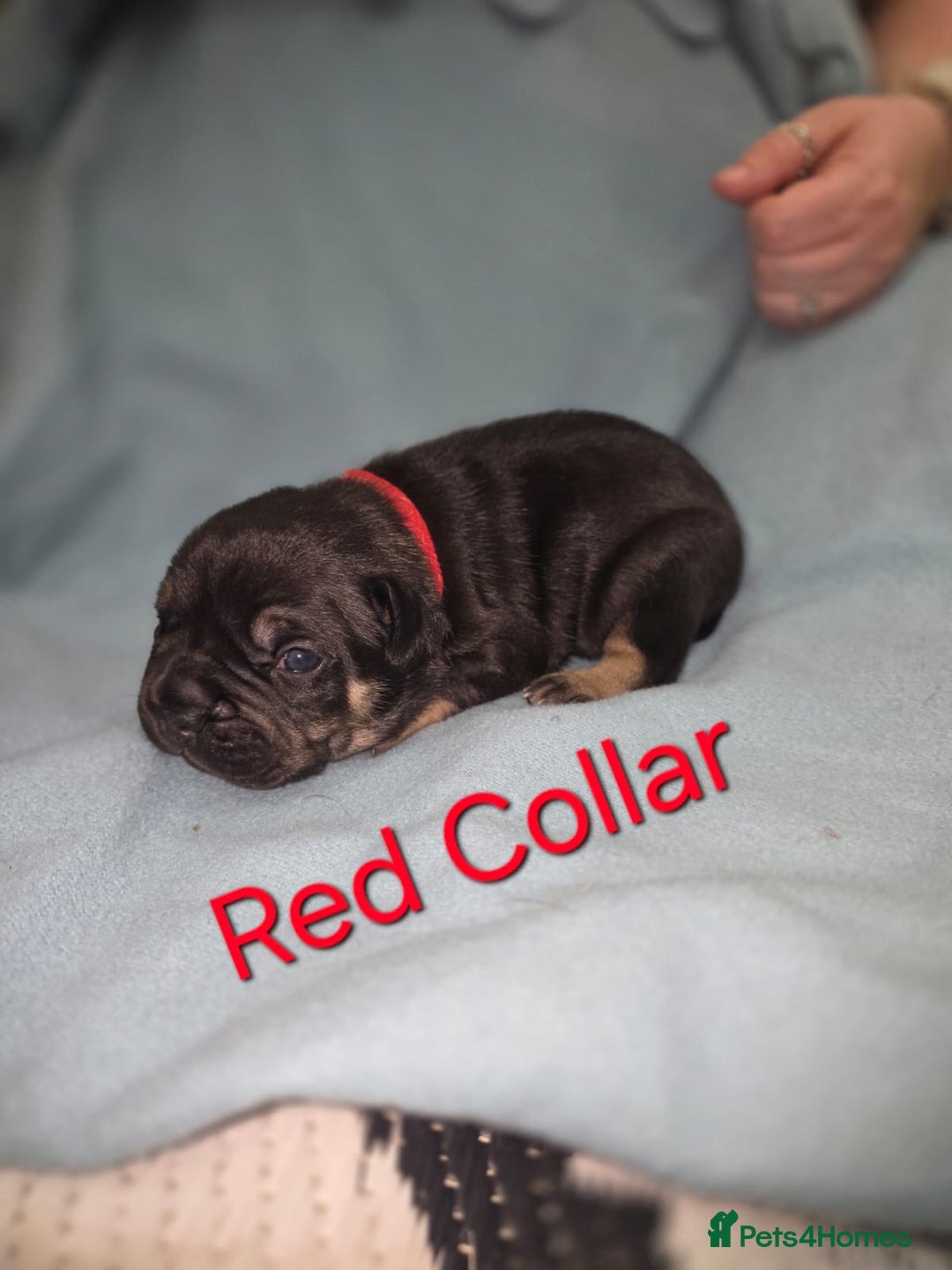 Mixed Breed dogs for sale: American french bully  - Image 6