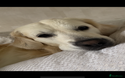 Golden Retriever dogs for stud: Beautiful golden retriever for stud  - Image 11