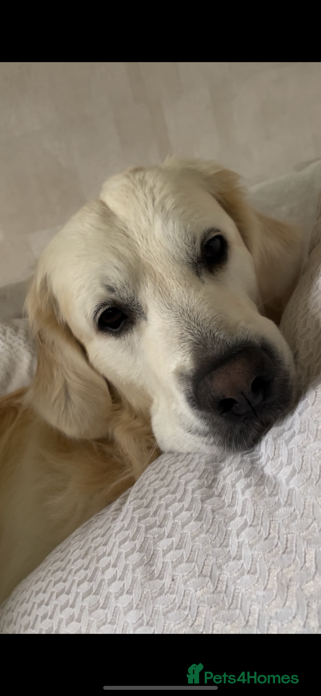 Golden Retriever dogs for stud: Beautiful golden retriever for stud  - Image 11