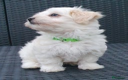 Maltese dogs for sale: Maltese Puppy KC Registred 9 weeks old London EN5 - Image 13