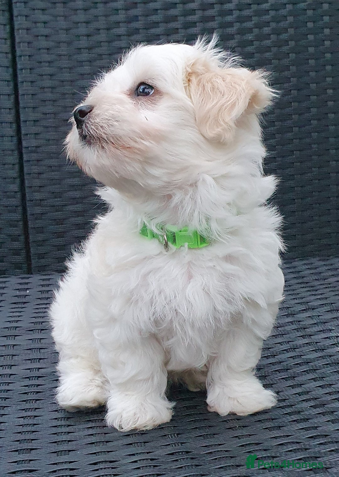 Maltese dogs for sale: Maltese Puppy KC Registred 9 weeks old London EN5 - Image 13