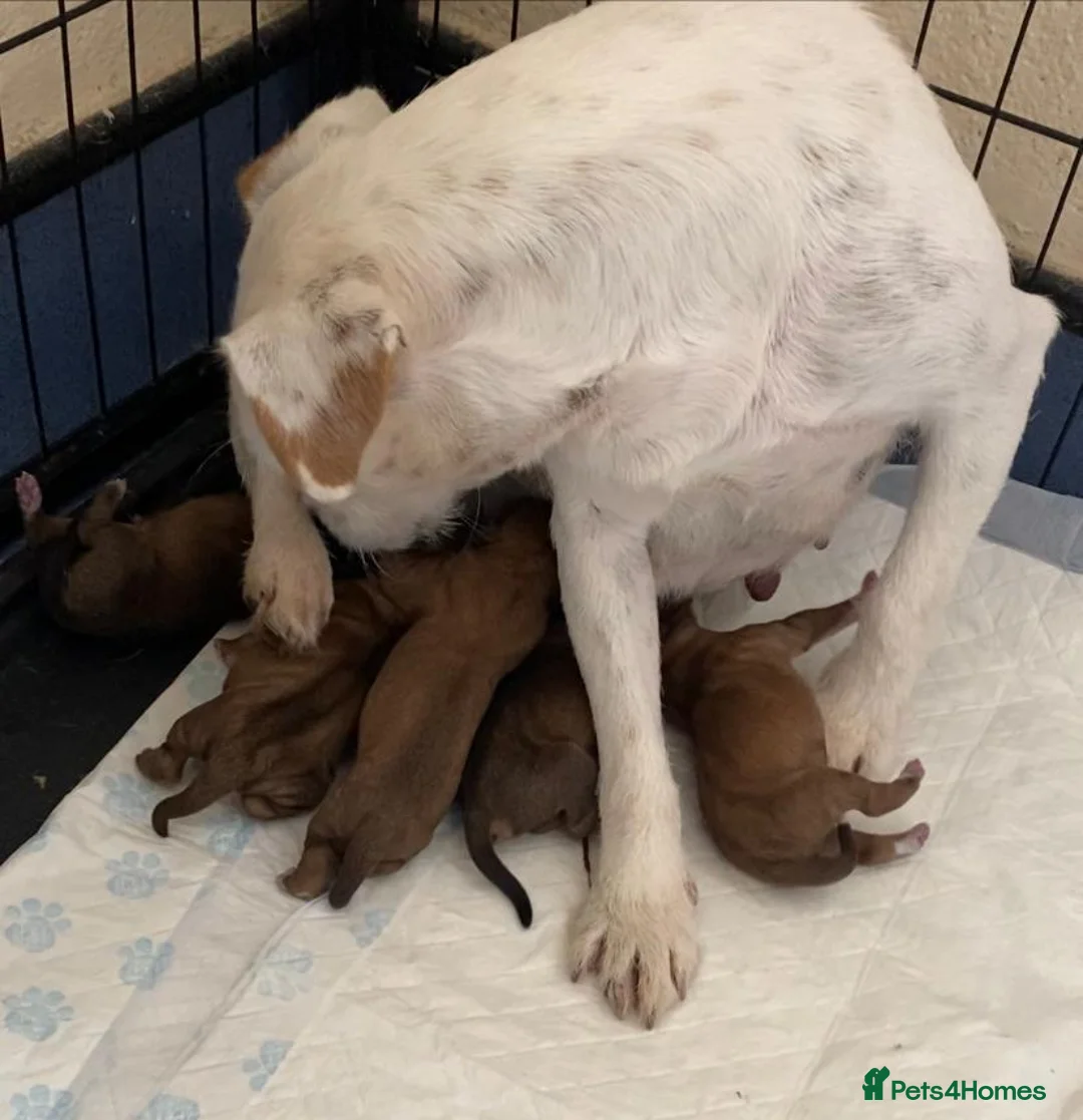 Lakeland Terrier dogs for sale: Lakey puppies - Advert 2