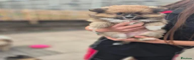 Pomeranian 1
