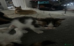 Maine Coon cats for sale: Mainecoon cross kittens - Image 17