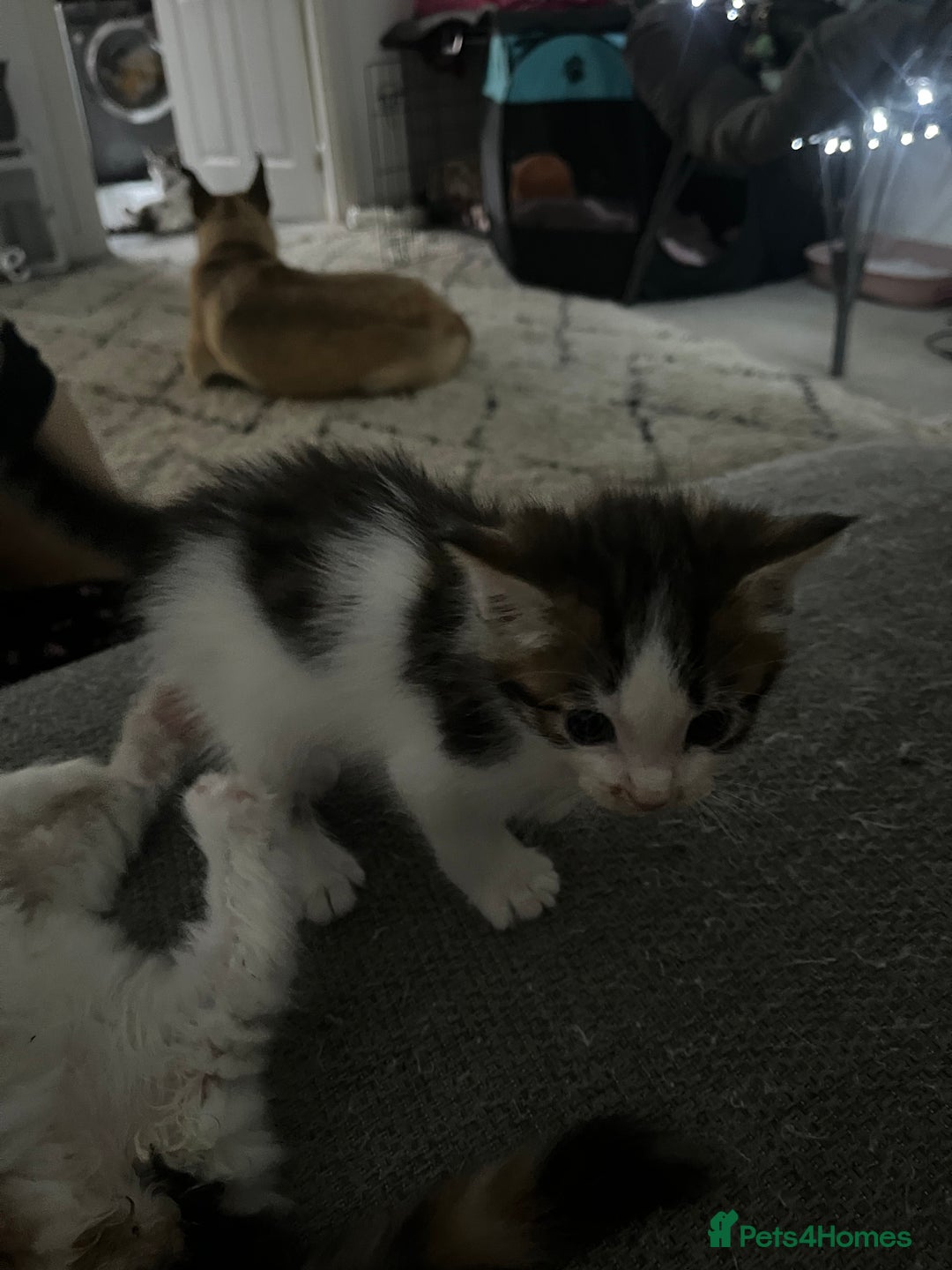 Maine Coon cats for sale: Mainecoon cross kittens - Image 17