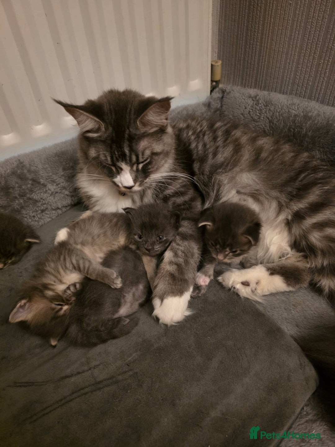 Maine Coon cats for sale: Beautiful Maine Coon Kittens 4 boys/2girl  - Advert 4