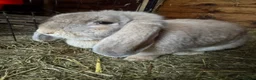 French Lop rabbits for sale: Bonded Sister French Lops for pet home - Advert 3