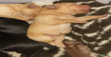 Labrador Retriever dogs - Advert 7