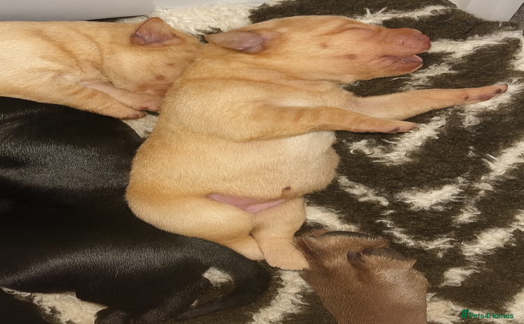 Labrador Retriever dogs - Advert 13