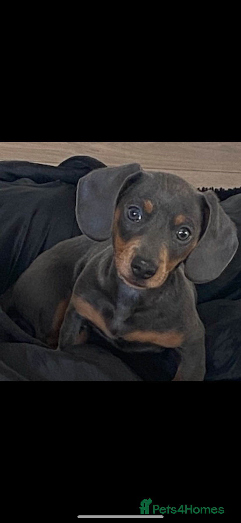 Miniature Dachshund dogs Miniature dachshund - Advert 1