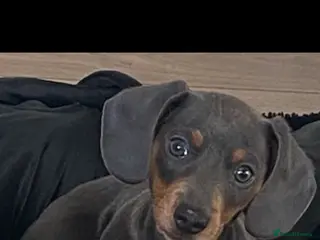 Miniature Dachshund dogs Miniature dachshund - Advert 1