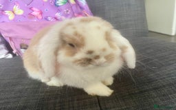 Mini Lop rabbits for sale: S’mores 7 months old mini lop  - Image 4