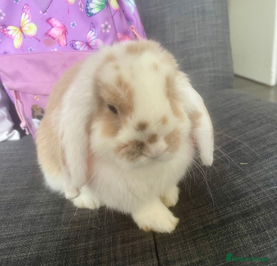 Mini Lop rabbits for sale: S’mores 7 months old mini lop  - Image 4