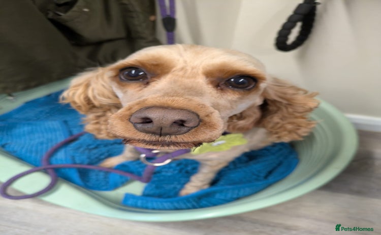 Cockapoo dogs - Advert 1