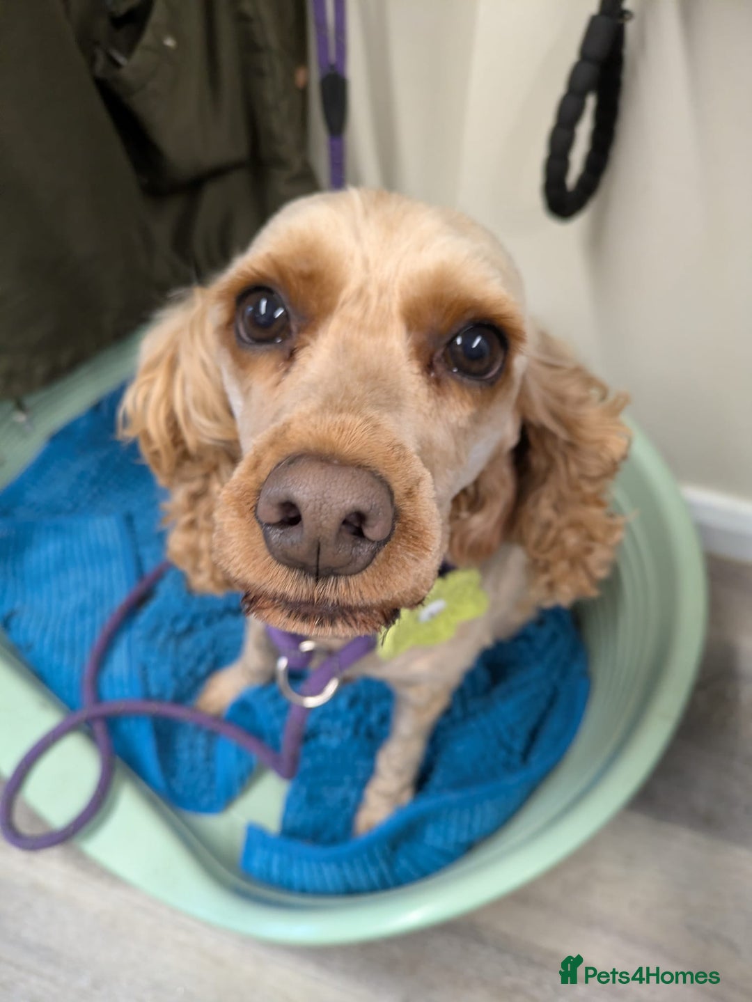 Cockapoo dogs for sale: 4yr old cockapoo female - Image 1